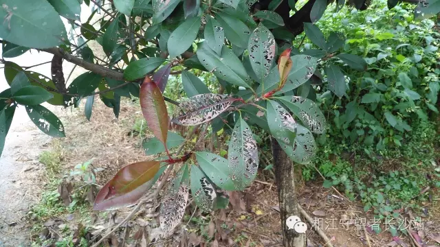 污染植物