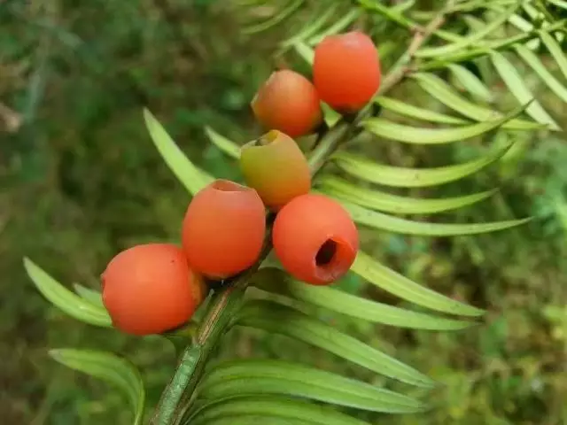 斗篷山的野果