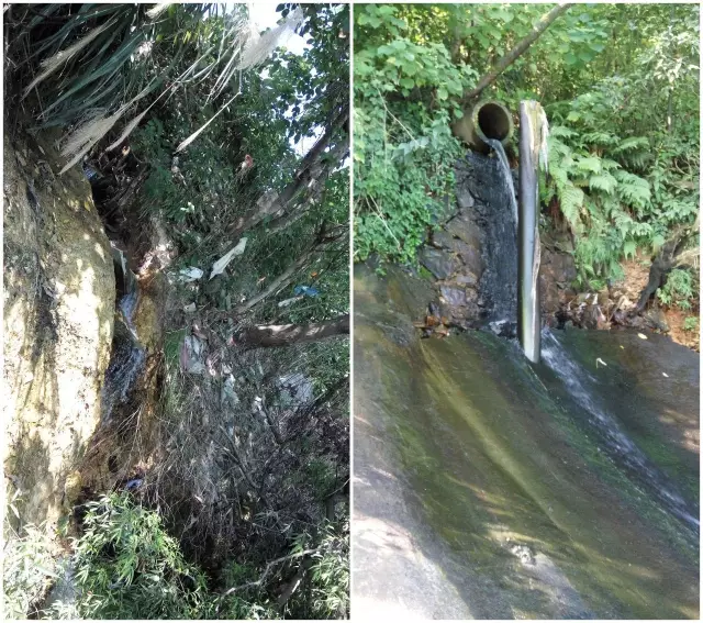 会龙山水厂下游100米左右排口和龙山港社区直排口，周围生活垃圾较多。