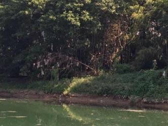 挂树垃圾